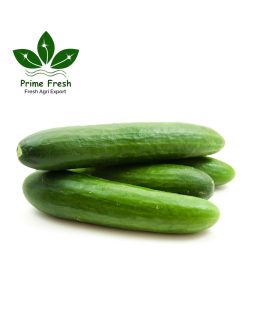 Premium Iranian Greenhouse Cucumbers – Fresh, Flavorful & Export-Grade