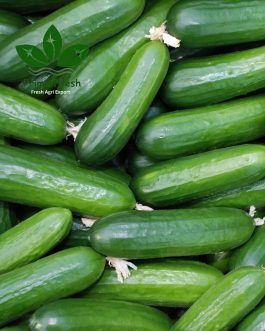 Premium Iranian Greenhouse Cucumbers – Fresh, Flavorful & Export-Grade