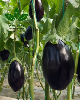 Premium Export-Quality Globe Eggplant – Lab-Tested